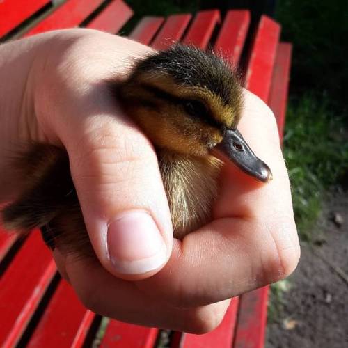 This is getting ridiculous :/ #findling #ducks #duckling (hier: Tierklinik Düppel)