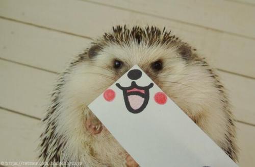 mr-mrs-insatiable:  tastefullyoffensive:  The Many Expressions of Marutaro the Hedgehog [via]  Umm. Omg.Yes! Hello, adorable!  and then i run into this XD