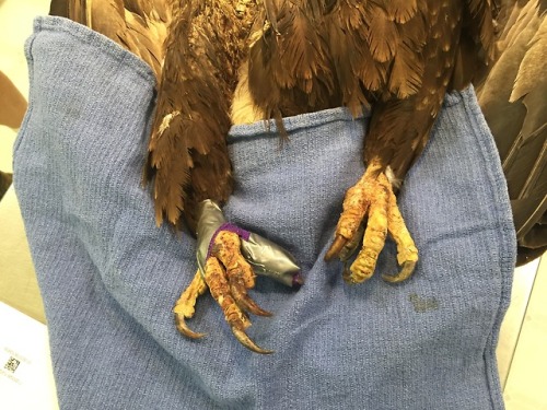 Bald Eagle patient #21509 was admitted last night after being seen hit by a car near Lake Tillery in