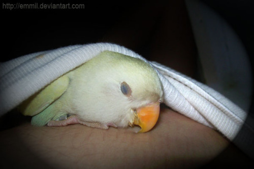 life-with-birds:Hate to wake you up, Pipin, but it’s time for school! :D #lovebird #parrot #cute #bi