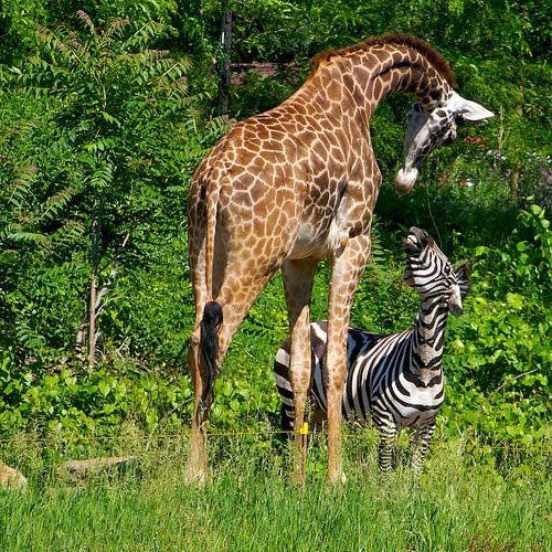 rhamphotheca:  Giraffe and Zebra are best of friends, Pittsburgh Zoo, PA, USA (photo: Raja Sambasivan) 