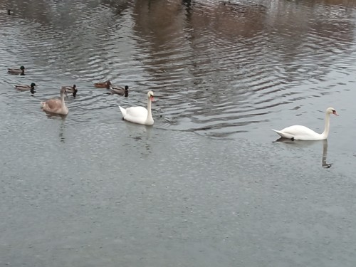 Met Some Swans Today???? I Live In Belarus And It's January???????The Hell Are They Doin' Here 
