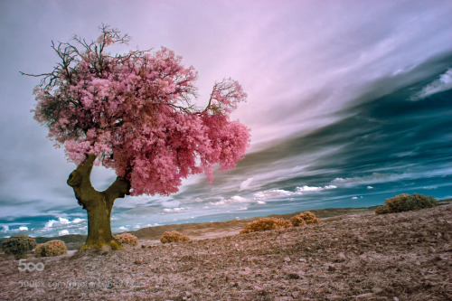 Chewing gum tree by Fotoaguado