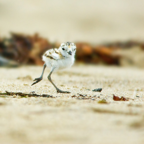 Sex fairy-wren:  snowy plover (photos by beachwalker2008) pictures