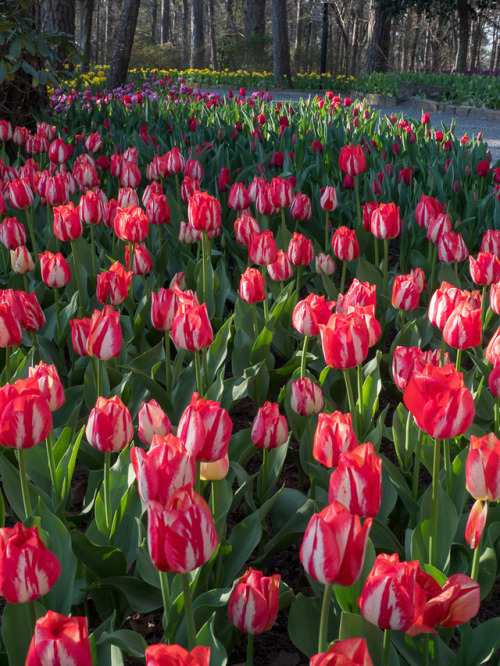 abloomaday: Tip Toe Through the Tulips III