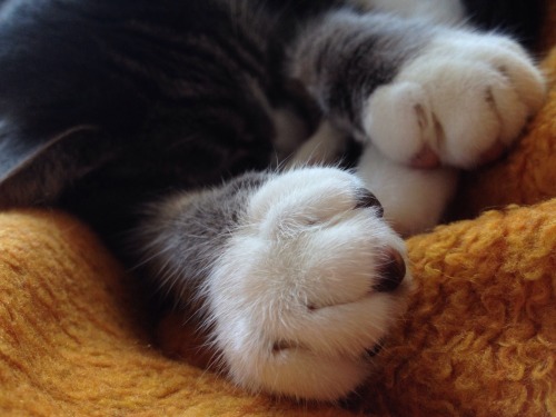 reflectionsofgalaxies:*whispers* toe beans