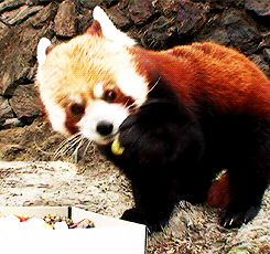 dailyanimals:[x]