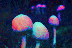 rocknrollfuldead:  click to trip balls