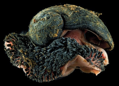 daisydice:fishmostly:coolthingoftheday:The scaly-foot gastropod is a species of deep-sea snail found