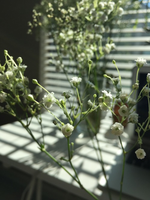 happygoghlucky:baby’s breath has overtaken my room