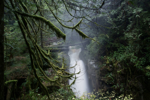 Cypress Fall by Gabriel Chan