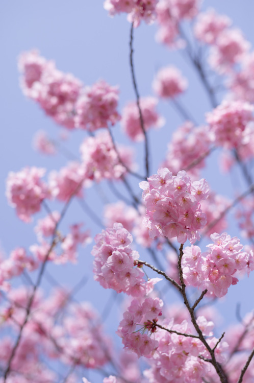 japan-overload: by  Keisuke Hoshino