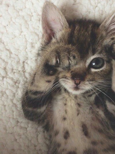 chubbycattumbling:  Cute yeah