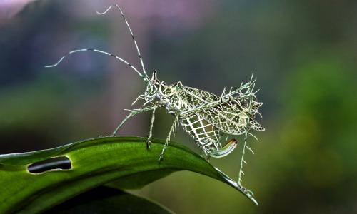 archiemcphee: Today the Department of Awesome Camouflage is wondering if there’s any creature 