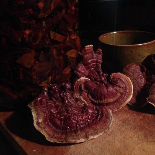 smugtownmushrooms: Making #Reishi and #shiitake tincture for the masses tonight. Also a personal dec