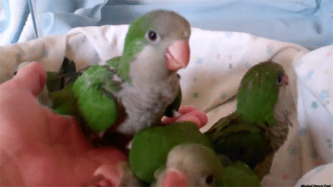 the-personal-quotes:  baby animal posts daily