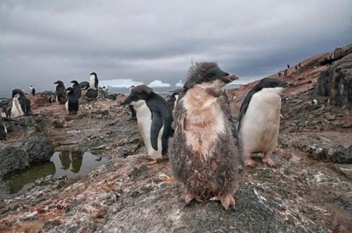 currentsinbiology: natgeo  Photo by @cristinamittermeier // Can you guess what is wrong with this pe