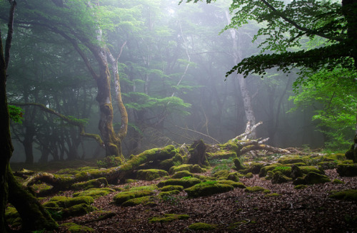 quiet-nymph:Photographyby Juanjo Vélez de Elburgo