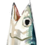 abyssov