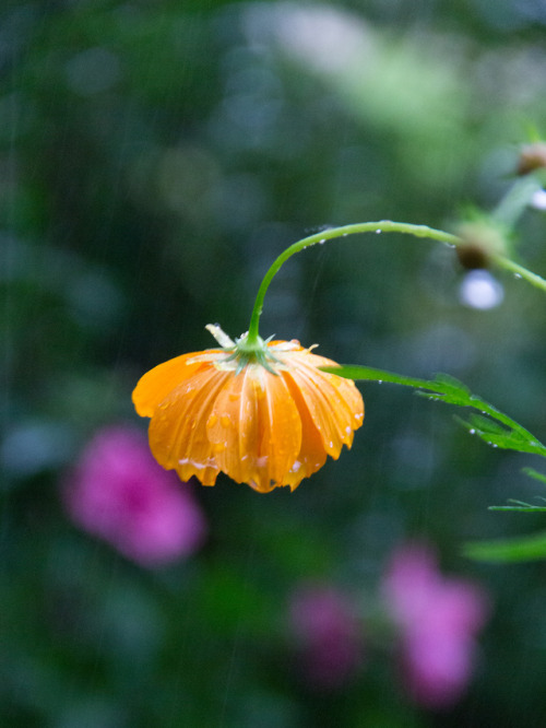 hard rain falling