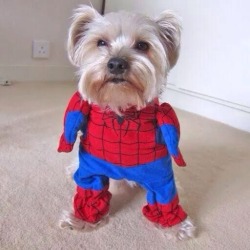 siempresarcastico:  —Perro araña, perro