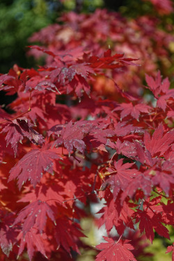 nikonstudio:  Welcoming the autumn red leaves