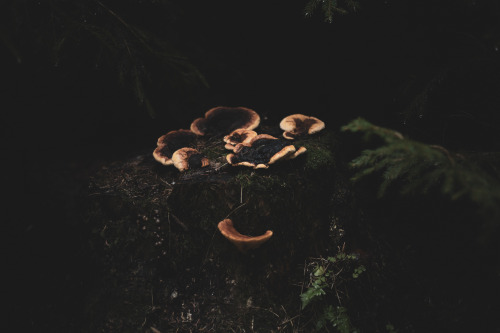 muschrooms