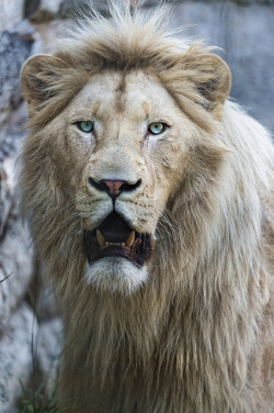 brutalgeneration:  Zumba with open mouth by Tambako the Jaguar on Flickr. 