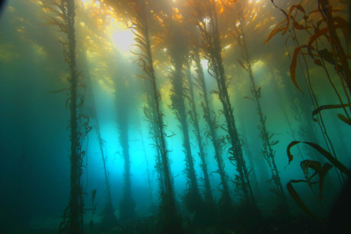 whethervane: eruditionanimaladoration: thestarlighthotel: Kelp Forest by Lee Root i love this place,