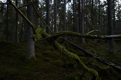 swedishlandscapes:The mossy forest.