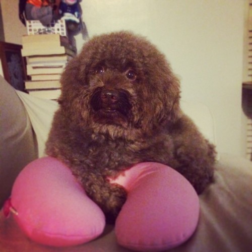 Freshly bathed chocolate Fluffernutter. #xs #poodle