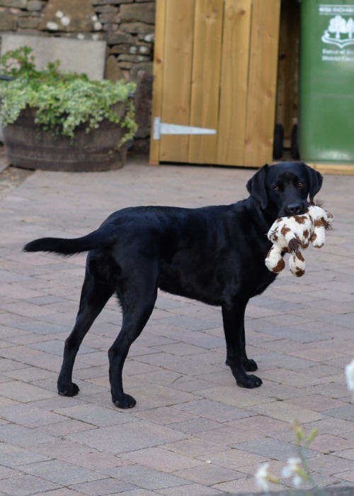 handsomedogs: Beautiful Bella with her toy horsey!!! ❤️