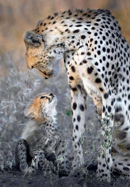 XXX The look of love (Cheetah with her cub) photo