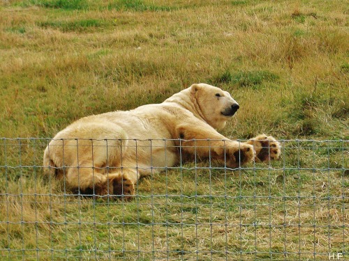 Victor The Polar Bear, In His Reserve At The Yorkshire Wildlife Park.
