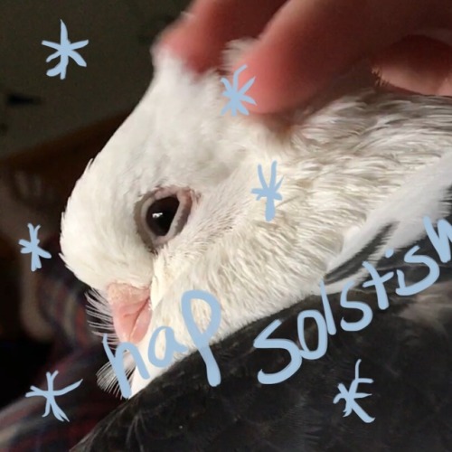 tinysaurus-rex:hope everyone has a good solstice this thursday!