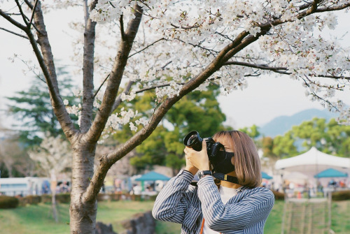 cherry blossoms