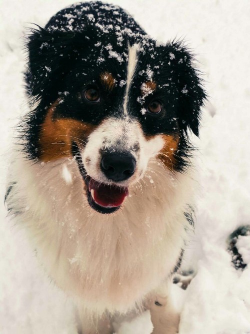 lunacyfringedogs:Bow’s snow day.