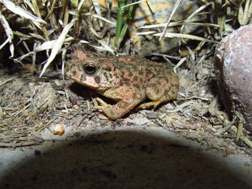 toadschooled: Look closely at this scrub and you will see a pine toad [Incilius occidentalis], a pre