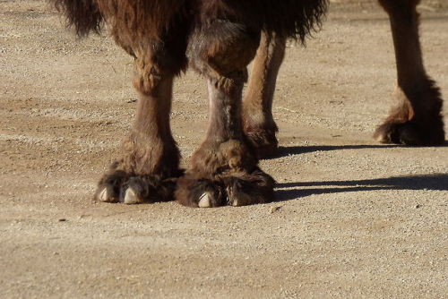 cool-critters:Bactrian camel (Camelus bactrianus)The Bactrian camel is a large, even-toed ungulate n