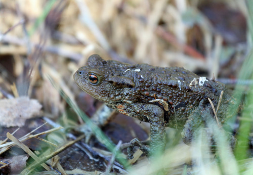 Common toad (Bufo bufo)/vanlig padda.