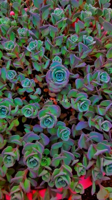 Porn shelovesplants:Stone crop sedum🌿💜 photos