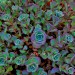 shelovesplants:Stone crop sedum🌿💜 adult photos