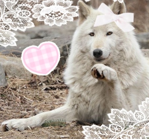 CUTE WOLVES!!!