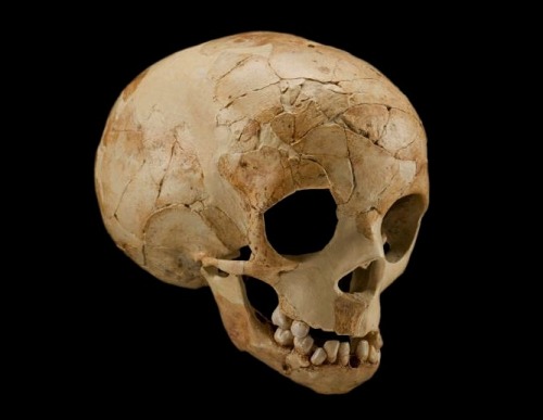 magictransistor:The skull of a two-year-old Neanderthal child: ‘Dederiyeh 2’ (Syria betw