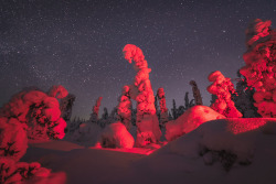 tiinatormanenphotography: Playing with the lights in the winter woods.   2018 Southern Lapland, Finland.    by Tiina Törmänen   / Photo tours /   Instagram /  FB / STOCK  / WWW 