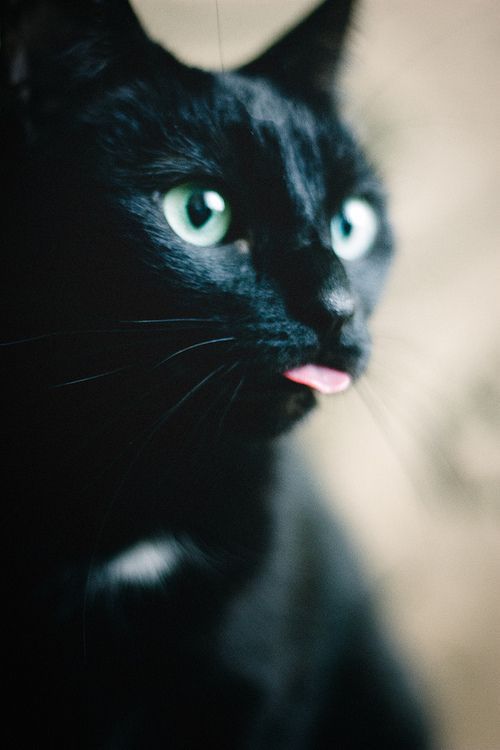 catsbeaversandducks:  Black Cats are Good Luck Photos via Pinterest 