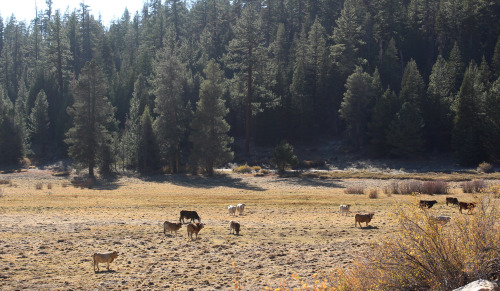 More Cattle-ies lol Photo credit by Devon Watson @outoftheordinaryyy  Add me on Instagram, snapchat,