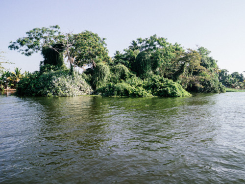 Backwaters, Kerala, India