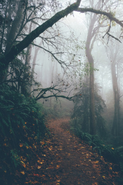 banshy:  Foggy Forest by Jessica Selig 