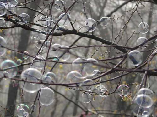 sixpenceee:  If you blow bubbles on a cool, wet day this happens. If you want your bubble to be strong and last longer just add corn syrup. (Source)(Unbreakable Bubbles Recipe)